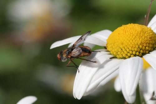 Ectophasia crassipennis